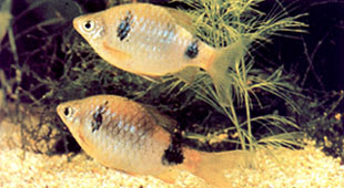 Puntius narayani